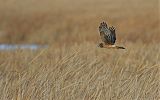 Northern Harrier